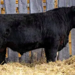 BAE STOCKMAN 27N