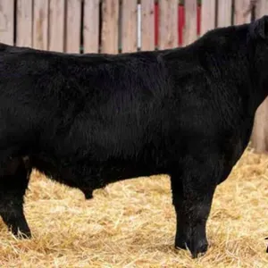 TJF 8H STOCKMAN 197N