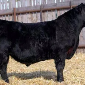 TJF 8H STOCKMAN 127N