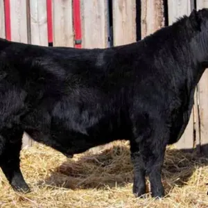 TJF 81J BIG SKY 130N