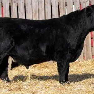 TJF 81J BIG SKY 115N