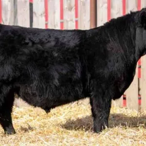 TJF 16K NATURAL LAW 116N