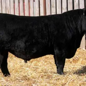 TJF 8H STOCKMAN 124N