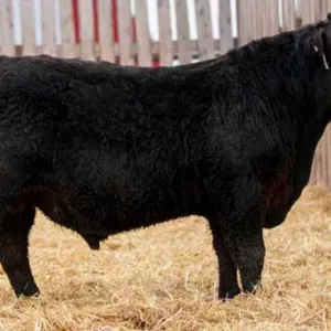 TJF 81J BIG SKY 95N