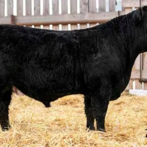 TJF 81J BIG SKY 101N