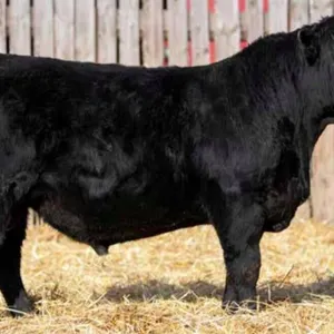 TJF 8H STOCKMAN 80N