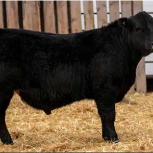 TJF 8H STOCKMAN 81N