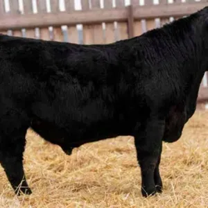 TJF 81J BIG SKY 87N