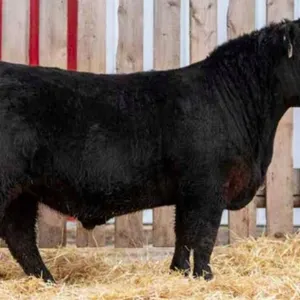 TJF 81J BIG SKY 42N