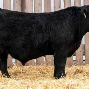 TJF 81J BIG SKY 46N