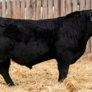 TJF 16K NATURAL LAW 49N