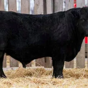 TJF 81J BIG SKY 22N