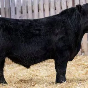 TJF 16K NATURAL LAW 24N
