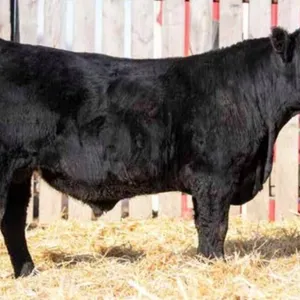 TJF 81J BIG SKY 25N