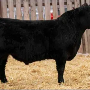 TJF 81J BIG SKY 34N