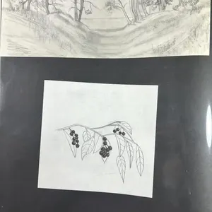 PAMELA CLAUGHTON PREPARATORY DRAWINGS