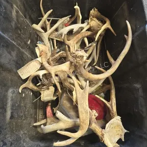 Tote of deer horns