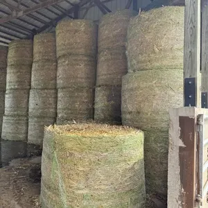 28 - 4x6 Round Bales Corn Fodder