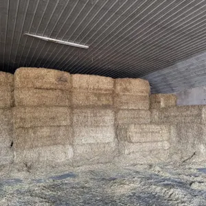 164 - 3x4x8 Large Square Bales Canadian Straw