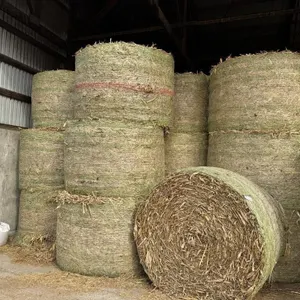 72 - 4x6 Round Bales Corn Fodder