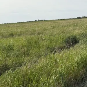 2026 Standing Hay Rental (SE33-49-14W4M)
