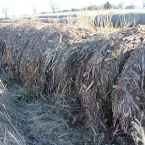 27 Bales of 3 year old Corn Stocks