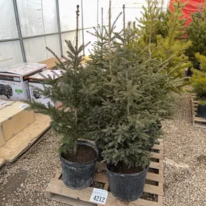 5 - 3'-4' SPRUCE TREES - SOLD PER TREE