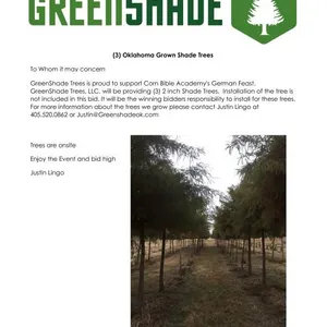 3 - 2" Lacebark Elm Trees