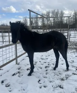 2025 BLUE ROAN DRAFT CROSS FILLY - SOLD OFFSITE BRETON