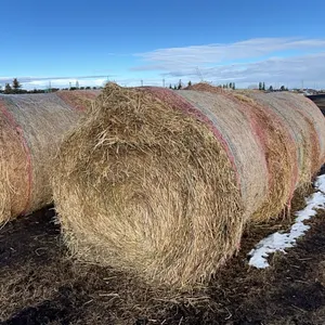 6 - 2025 2ND CUT ALFALFA/30% GRASS MIX 5X5 RD BALES  - SOLD PER BALE - SOLD OFFSITE ECKVILLE