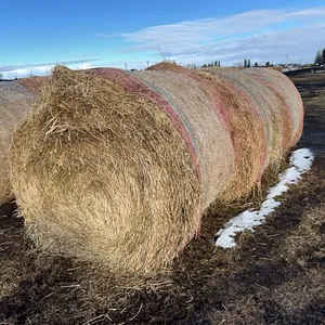 6 - 2025 2ND CUT ALFALFA/30% GRASS MIX 5X5 RD BALES  - SOLD PER BALE - SOLD OFFSITE ECKVILLE