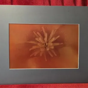 California Poppy