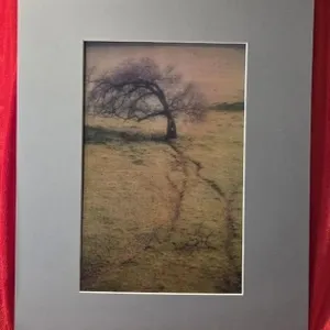 A Hole in a Tree