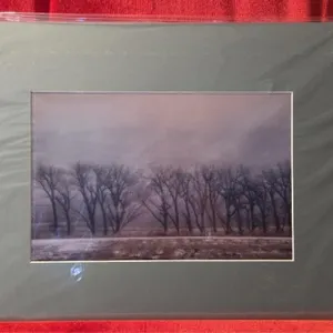 Cottonwoods in Winter