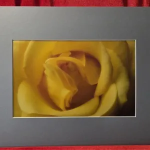 A Study in Yellow