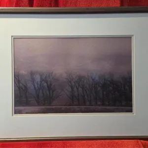 Cottonwoods in Winter