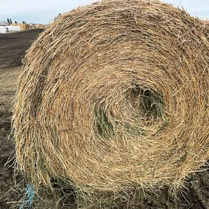 18 - 2ND CUT ALFALFA ROUND BALES - SOLD OFFSITE NW BENTLEY