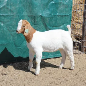 17th Annual Lammers Boer Goats Online Auction
