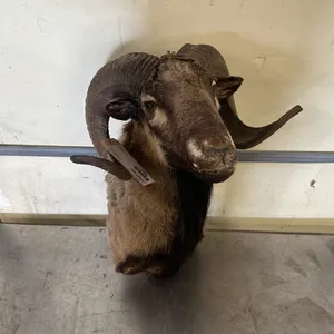Ram Shoulder Mount Taxidermy