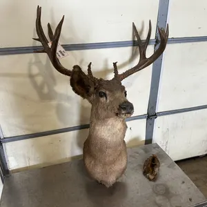 Mule Deer Shoulder Mount Taxidermy, (Missing Ear)