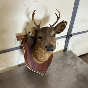Whitetail Deer Small Buck Wall Mount Taxidermy
