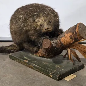 North American Porcupine Full Body Taxidermy Mount