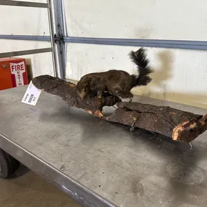 Fox Squirrel Full Body Taxidermy Mount on Natural Log