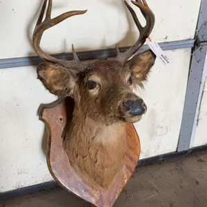 Whitetail Deer Buck Shoulder Mount Taxidermy