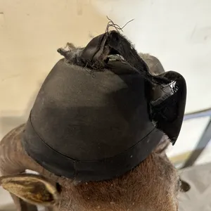 Chamois Ram Shoulder Mount Taxidermy