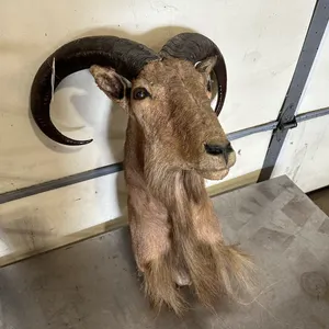 Aoudad / Barbary Sheep Ram Shoulder Mount Taxidermy