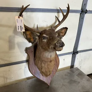 Whitetail Deer Buck Shoulder Mount Taxidermy