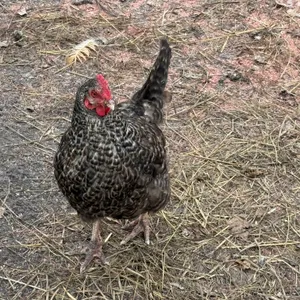 (10) Black Chickens, Gate Run, Buying All for One Money