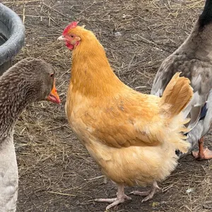 (10) Brown Chickens, Gate Run, Buying All for One Money