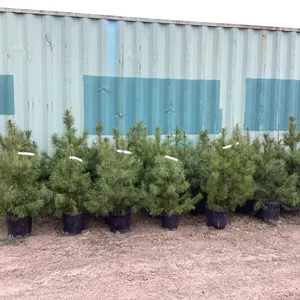 (5)POTTED PINE TREES - BIDDING ON (1) TREE. 5X THE MONEY